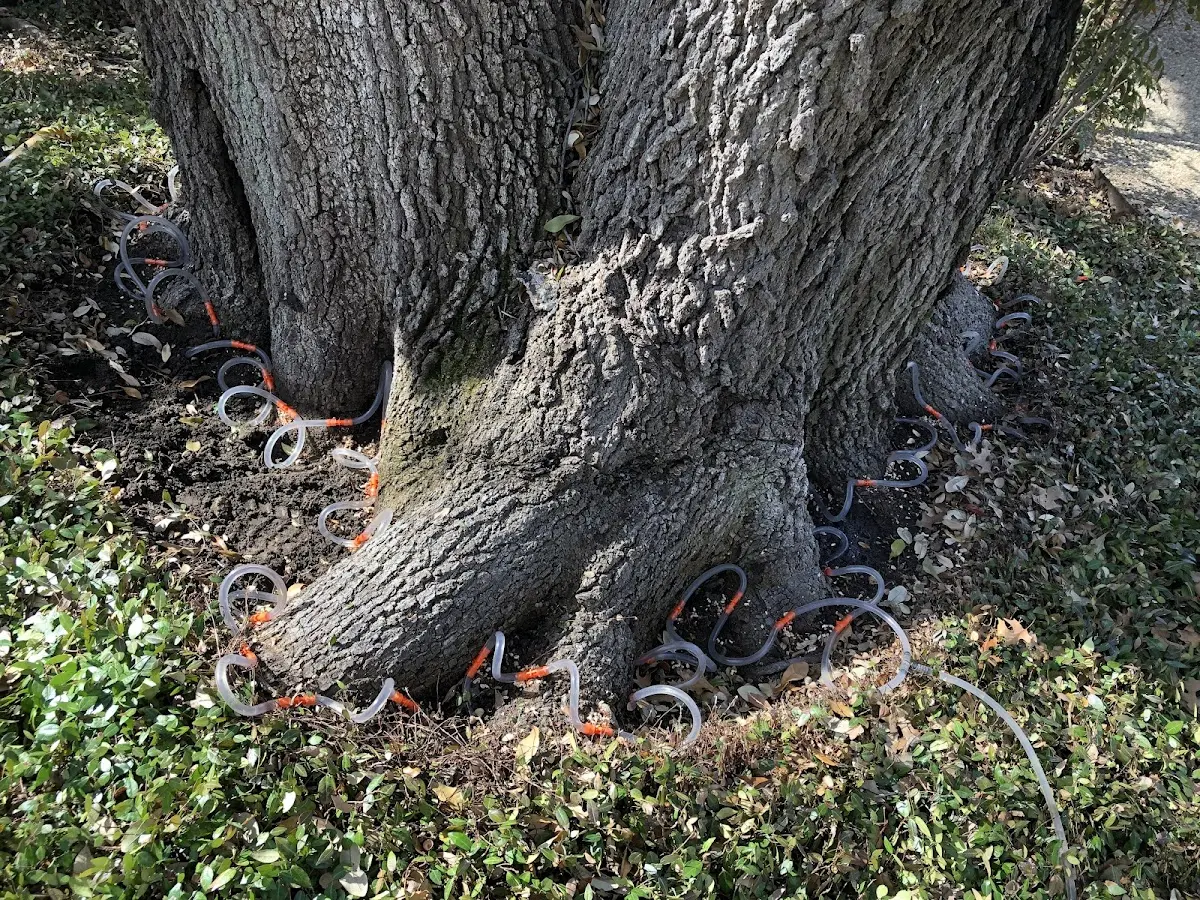 Detailed Tree Cabling and Bracing job site in Cerro Gordo