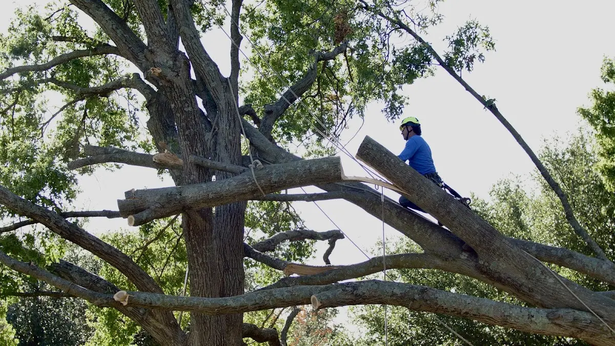 Professional Crown Thinning performed by certified arborists in Cerro Gordo